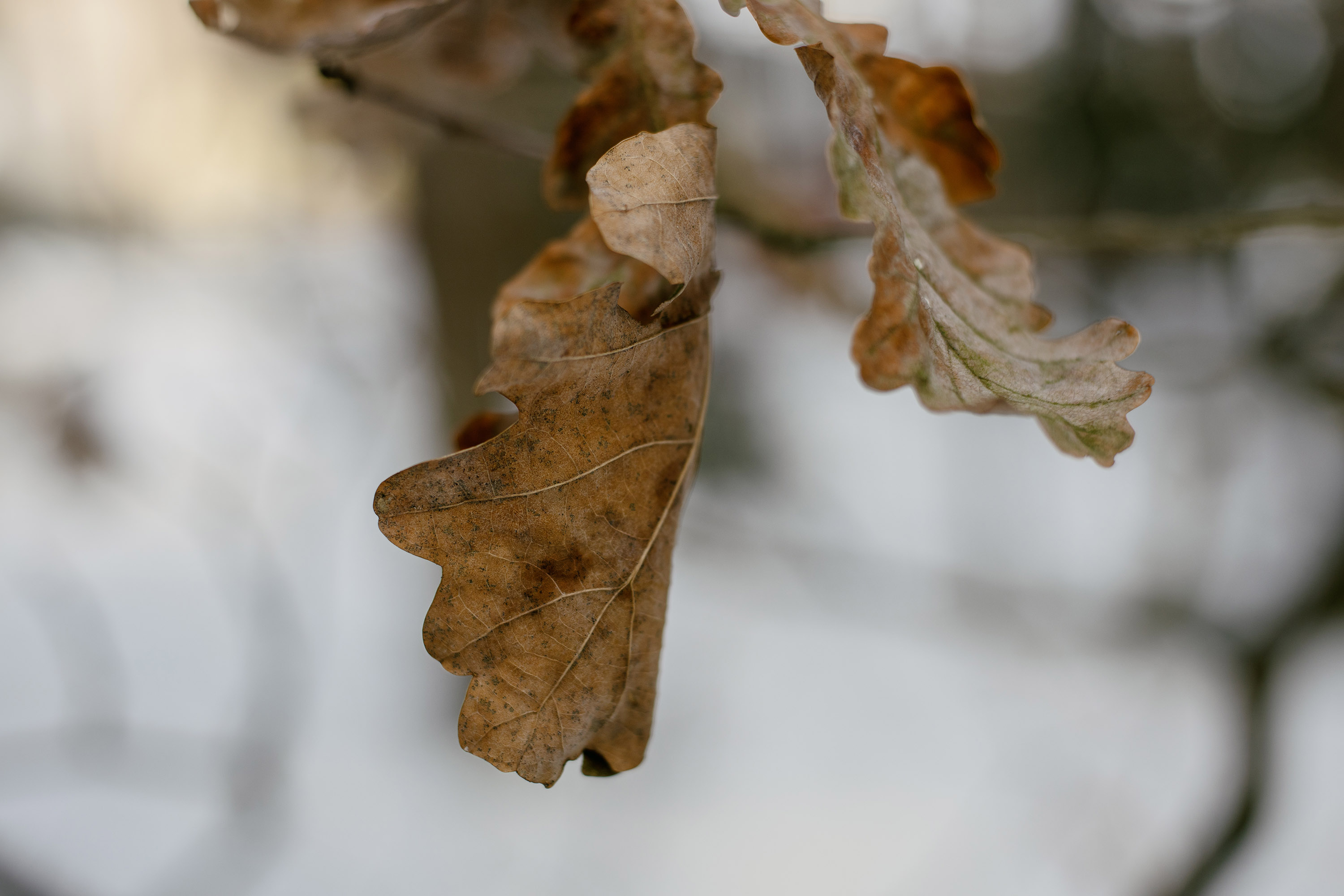 Dried oak leaf shot at a minimum focal distance. Contarex 50mm f2
