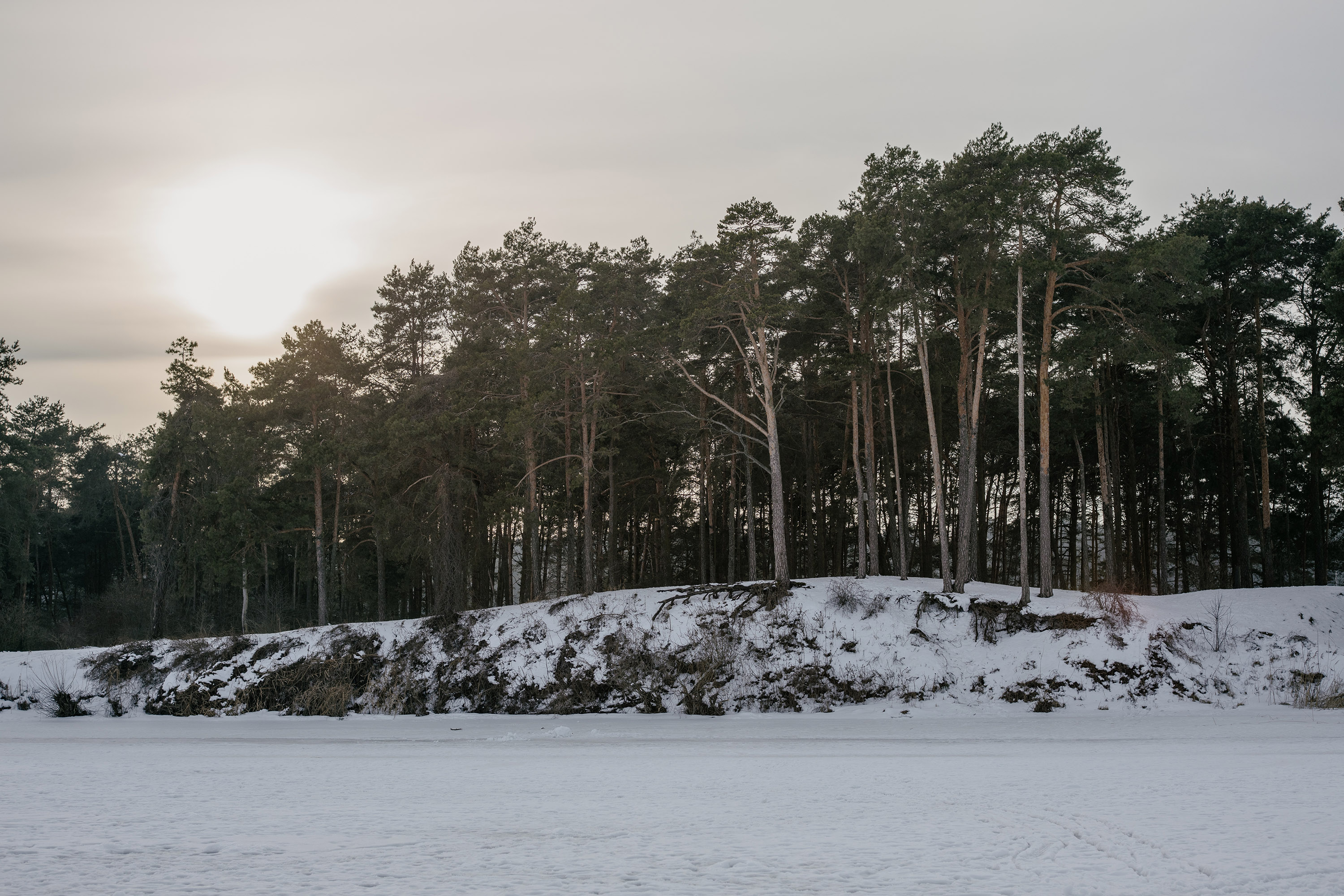 Trees on a cliff during Lithuanian winter - Contarex 50mm f2