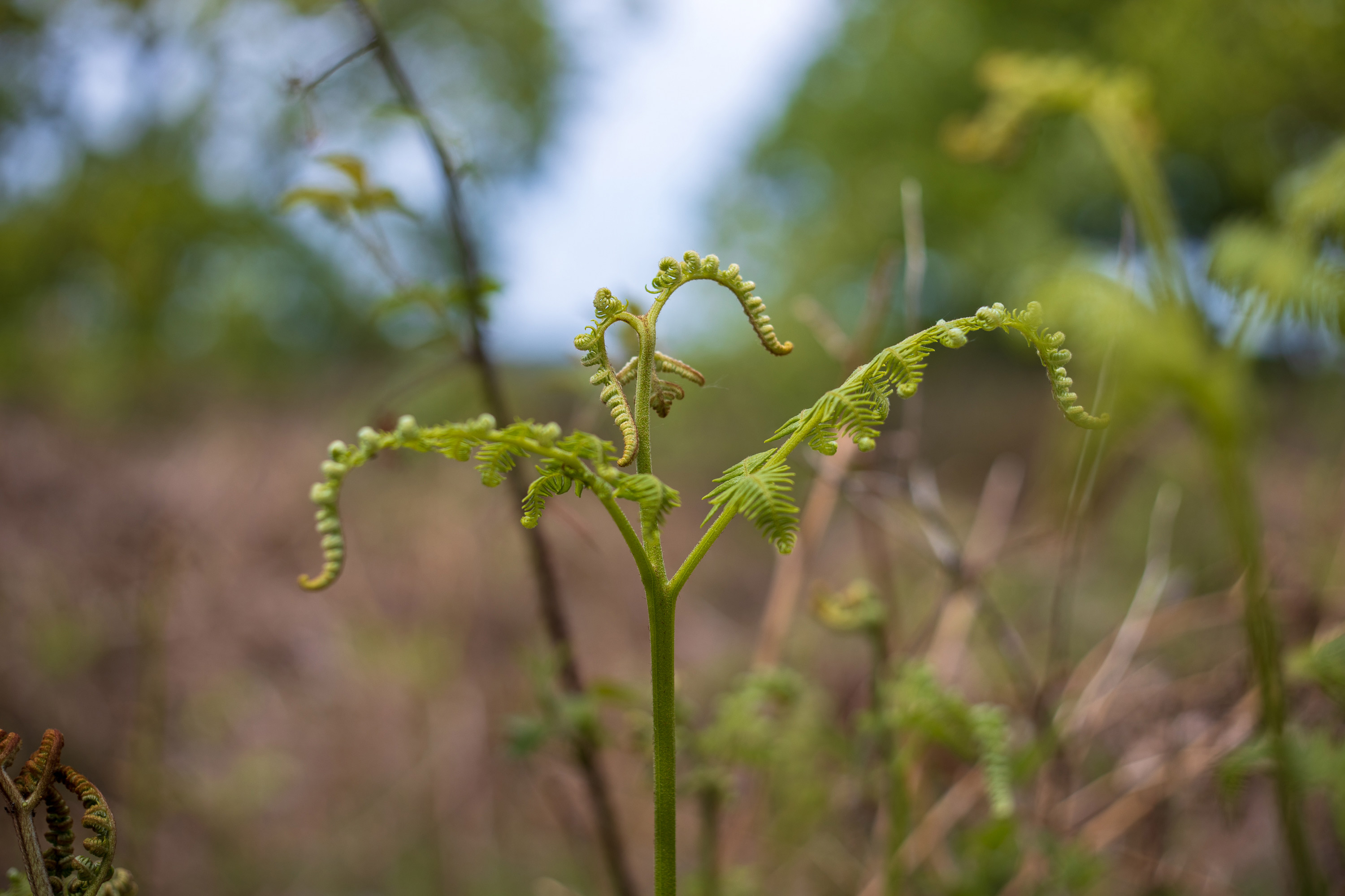 Shot at minimum focus distance