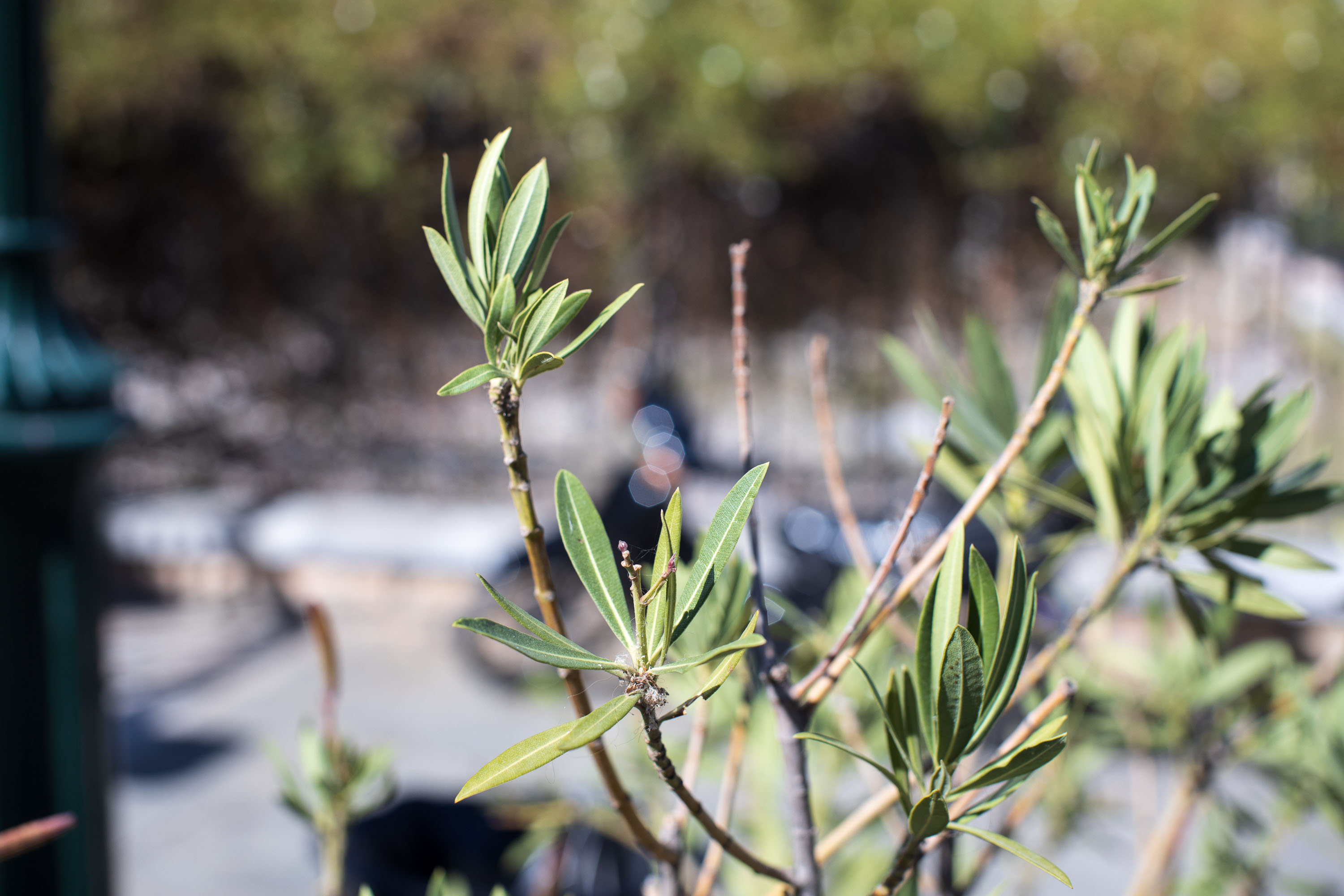 Here the bokeh balls are hexagons in shape and have slight highlighting on the edges.