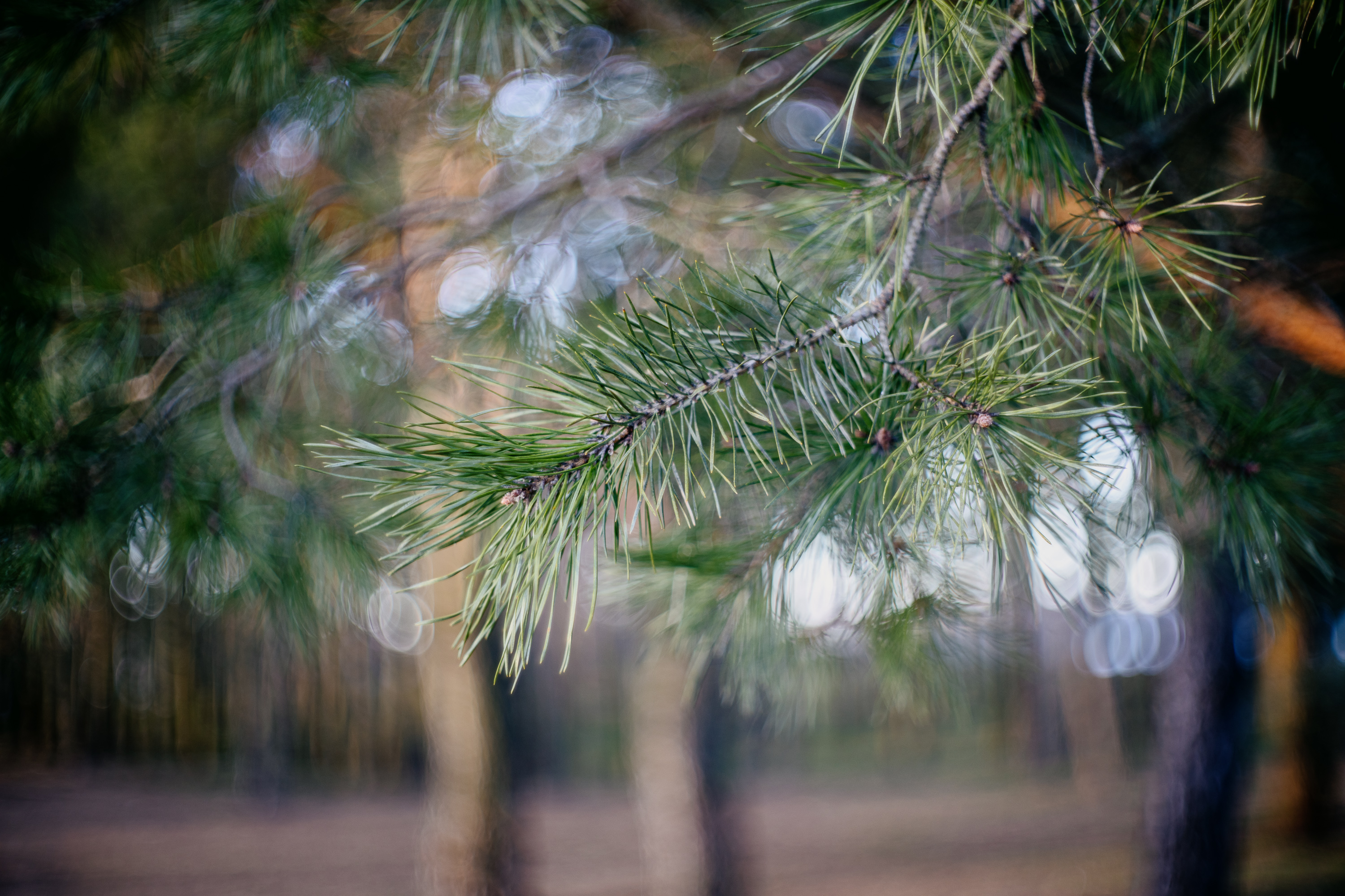 Voigtlander Nokton 50mm f1.5's bokeh can sometimes be a little busy, like here.