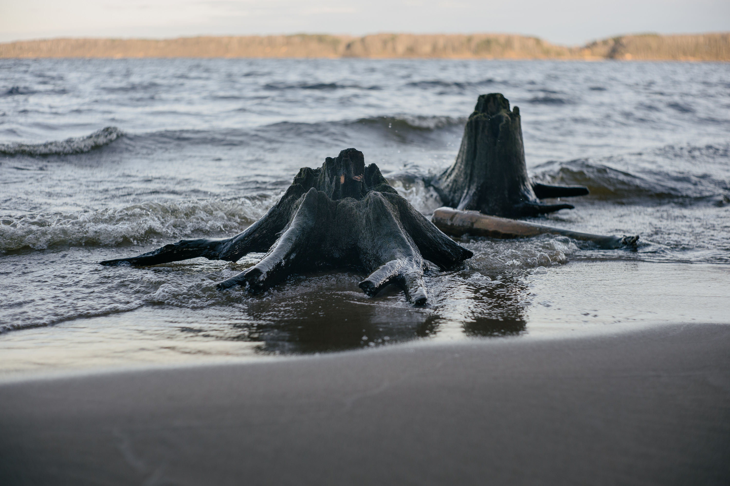 Tree stumps in the water taken with Voigtlander 50mm f1.5 - Stopped down