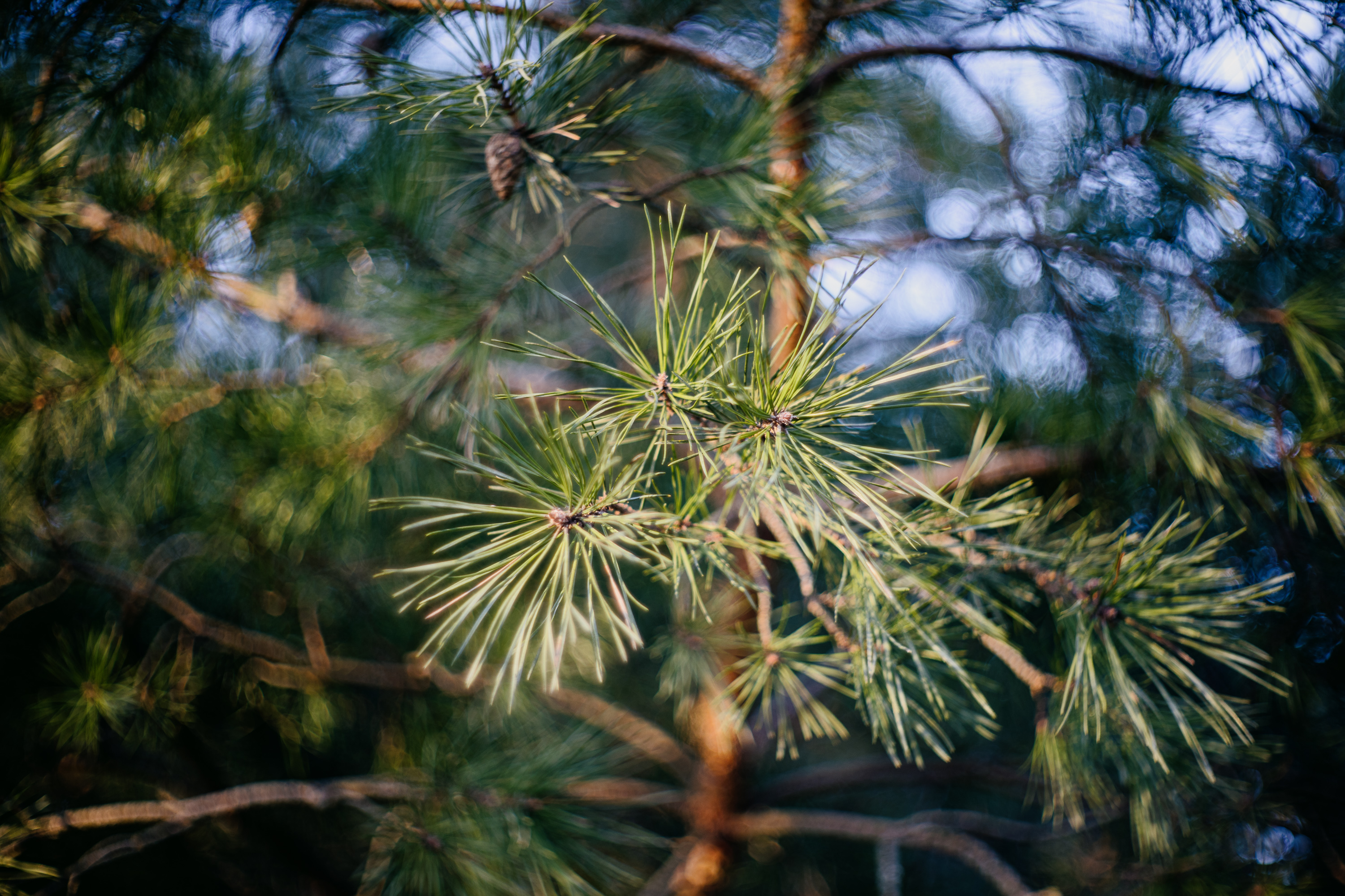 Voigtlander Nokton 50mm f1.5 - Bokeh is quite busy