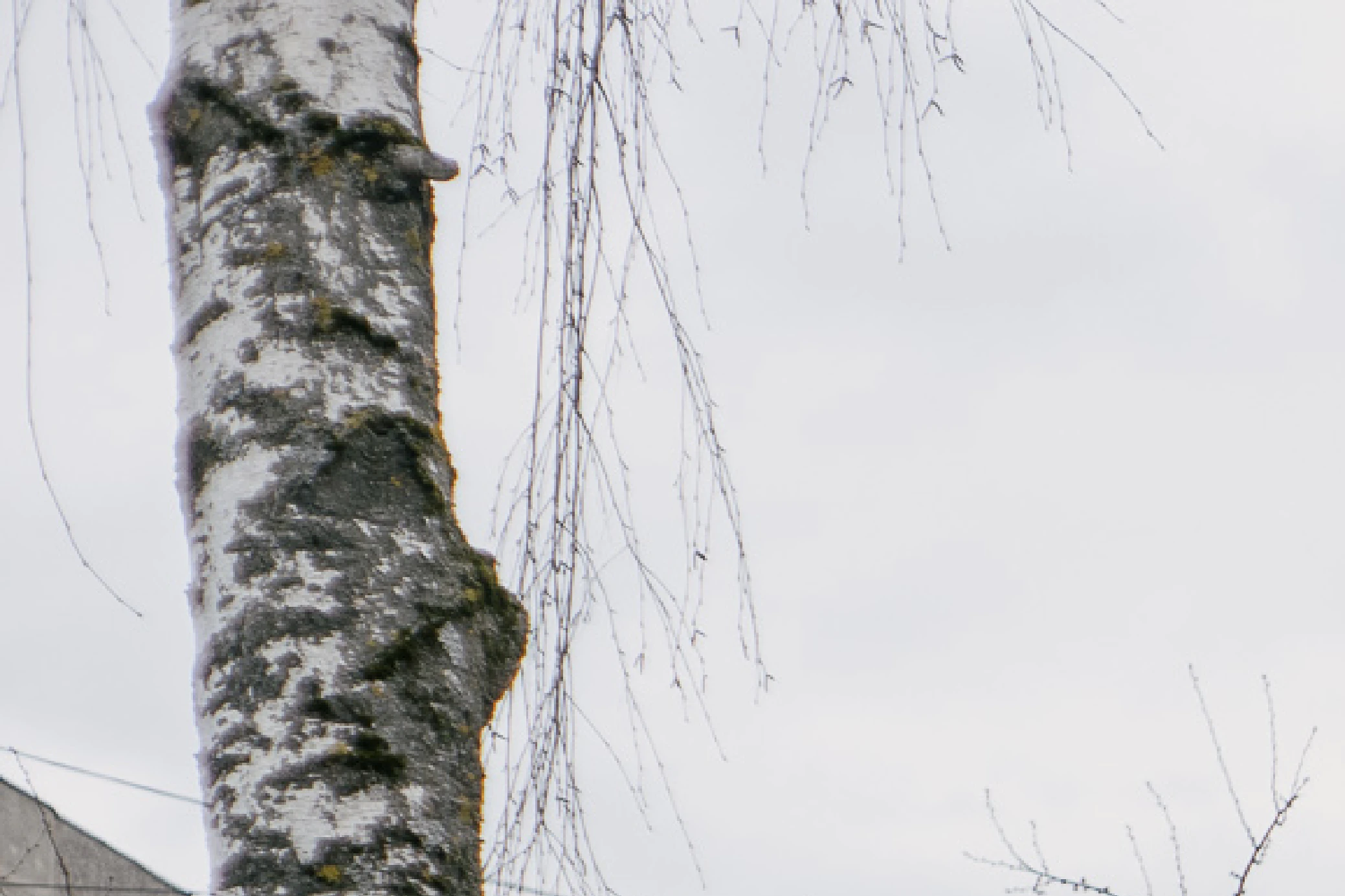 A 200% closeup of the corner of the frame exhibits the chromatic aberration. However, the sharpness is still there, even the tiny branches resolve.