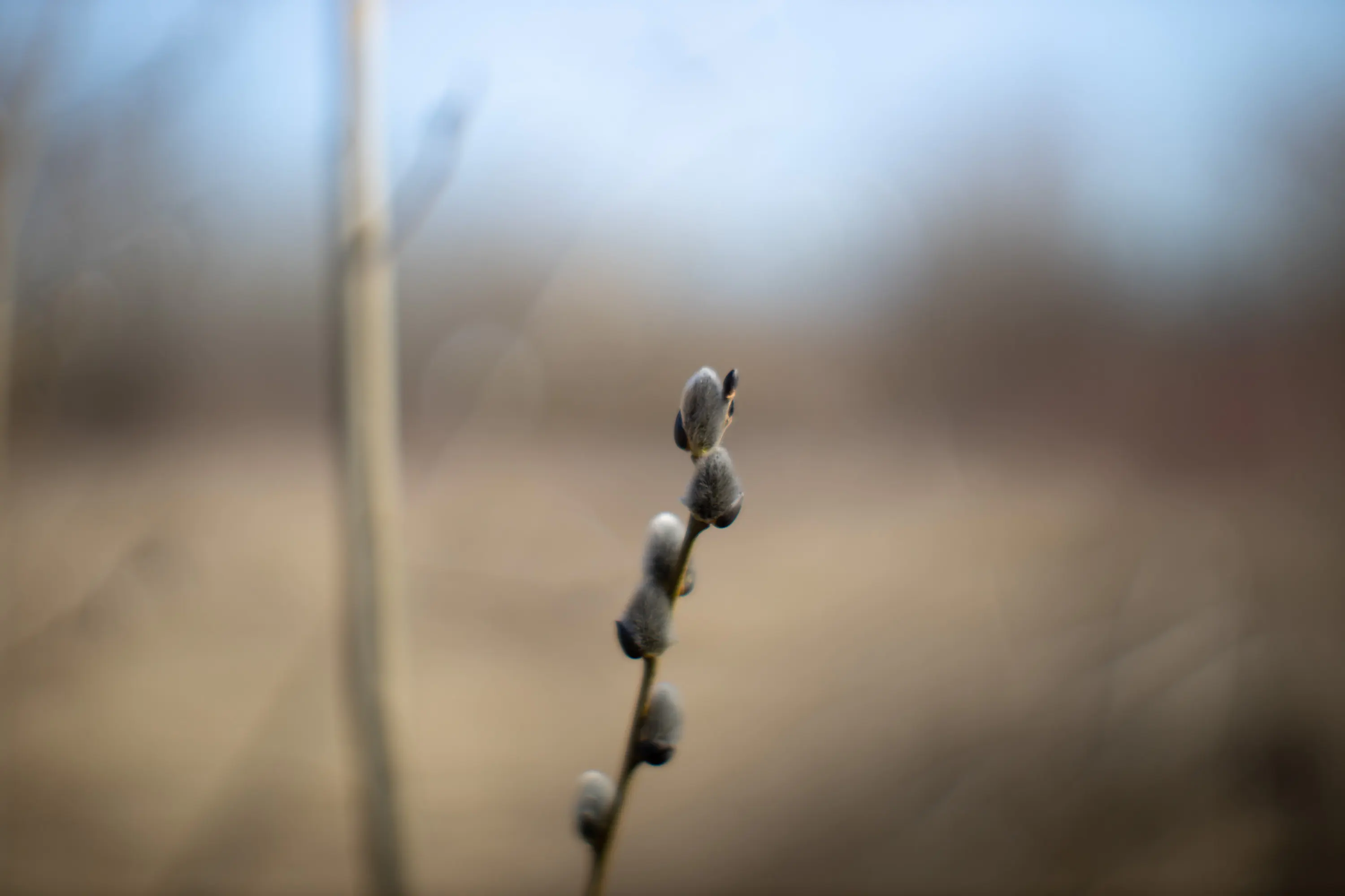 Buds on the twig - Shot at f1.2