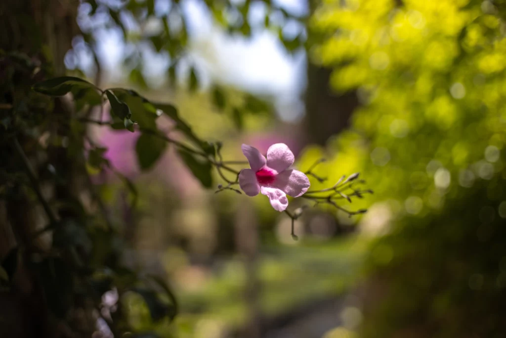 Closeup of a flower