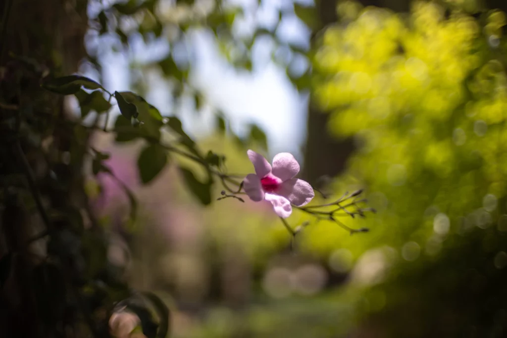 Closeup of a flower